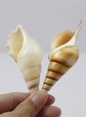 天然海螺贝壳马丁鱼缸装饰摆件