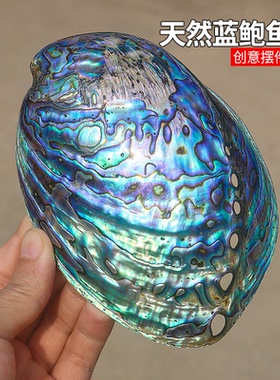 天然各种鲍鱼壳收藏装饰品摆件