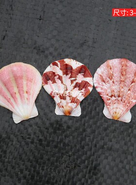 螺贝艺天然贝壳海螺厚扇贝