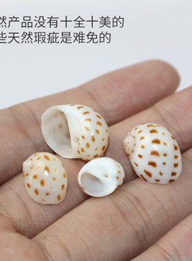 diy小花点装饰手工材料海螺贝壳