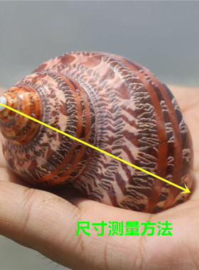 贝艺古文猫眼蝾螺备用天然替换壳