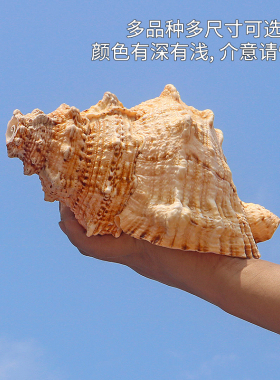 螺贝艺大海螺号角可吹响包教包会