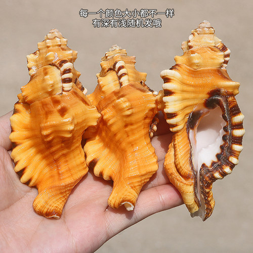 热卖天然海螺贝壳象鼻螺虎头螺标本螺收藏水族鱼缸家居装饰珊瑚 - 图2