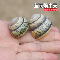 Blue Rain Snail Natural Marine Snail Shells Snails Snails Collection Specimen Snail Shell Rare Sustena Crab Replacement Shell