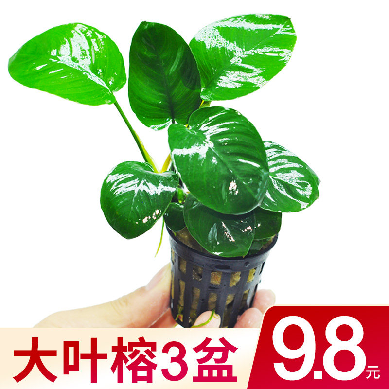 陰性草迷你的價格推薦 22年12月 Biggo格價香港站