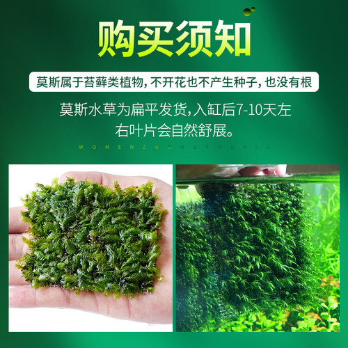 鱼缸垂泪莫斯片水草活体植物慕斯散装莫丝沉木火焰松茸大三角造景 - 图2