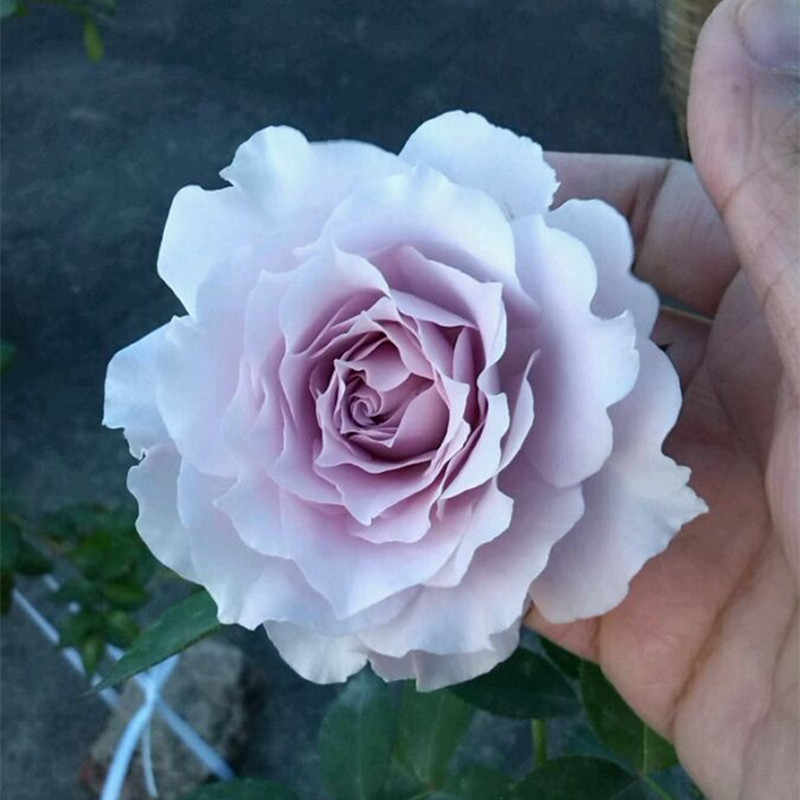 買得 大苗 接ぎ木大苗 正規品 大天使の名前を持つ神秘的薔薇 超強香 薔薇苗 薔薇 苗 植物 観葉植物 Weprepper Com