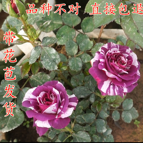 灌木月季花苗大苗带花阳台盆栽花卉庭院地栽盆栽玫瑰四季开花植物 - 图2
