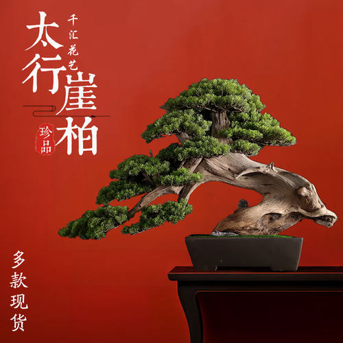 原创仿真迎客松盆景陈化崖柏罗汉松玄关摆件松树盆景仿真饰品松树 - 图1