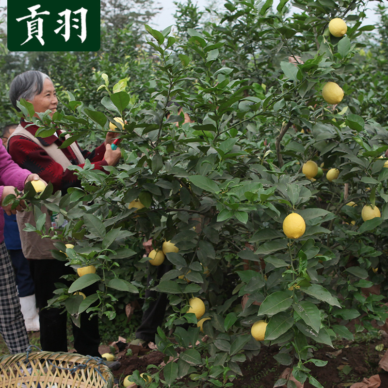 贡羽旗舰店四川安岳黄柠檬 新鲜现摘皮薄 多汁水果精选一级大果5斤 整箱包邮3