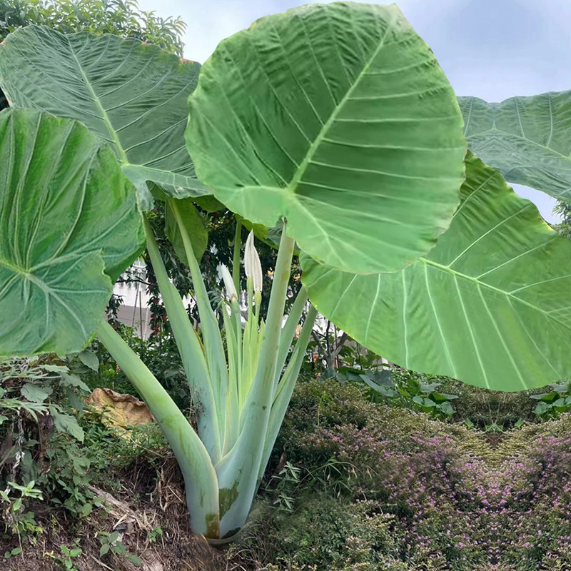 象耳芋大野芋大型绿植客厅阳台大叶盆栽庭院超大叶植物现挖现发,淘宝优惠券,粉丝福利购,淘宝优惠卷
