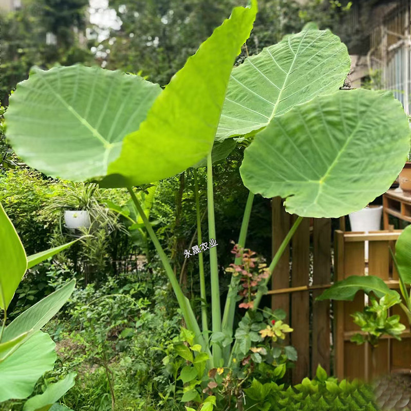 象耳芋大野芋大型绿植客厅阳台大叶盆栽庭院超大叶植物现挖现发,淘宝优惠券,粉丝福利购,淘宝优惠卷