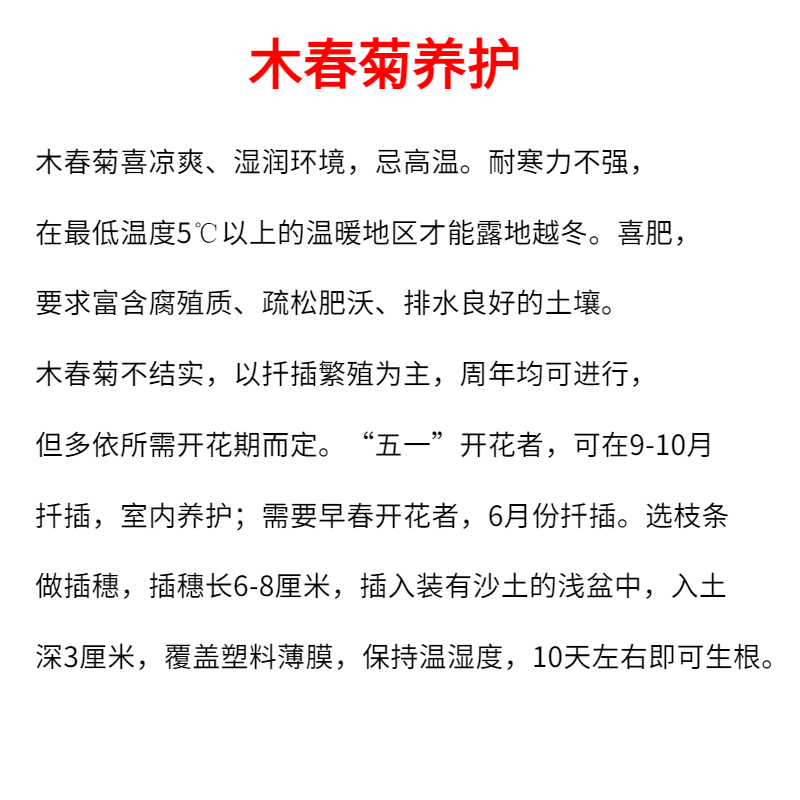 木春菊花卉绿化树苗黄金菊四季开花多年生老桩茼蒿植物庭院工程苗-图2