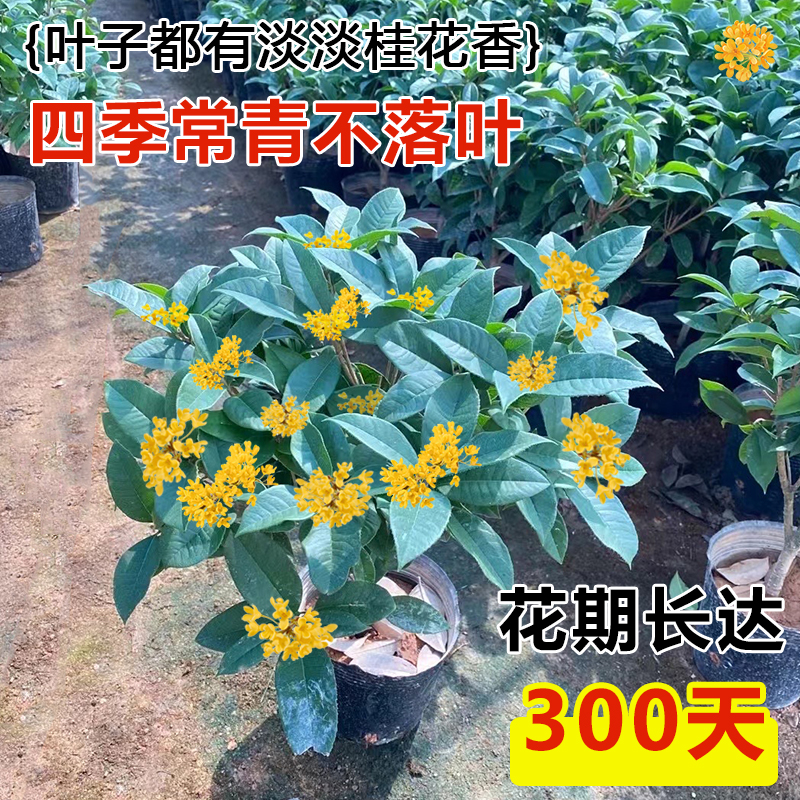 桂花盆栽四季桂花卉室内客厅绿植金桂树苗大树浓香型开花不断植物