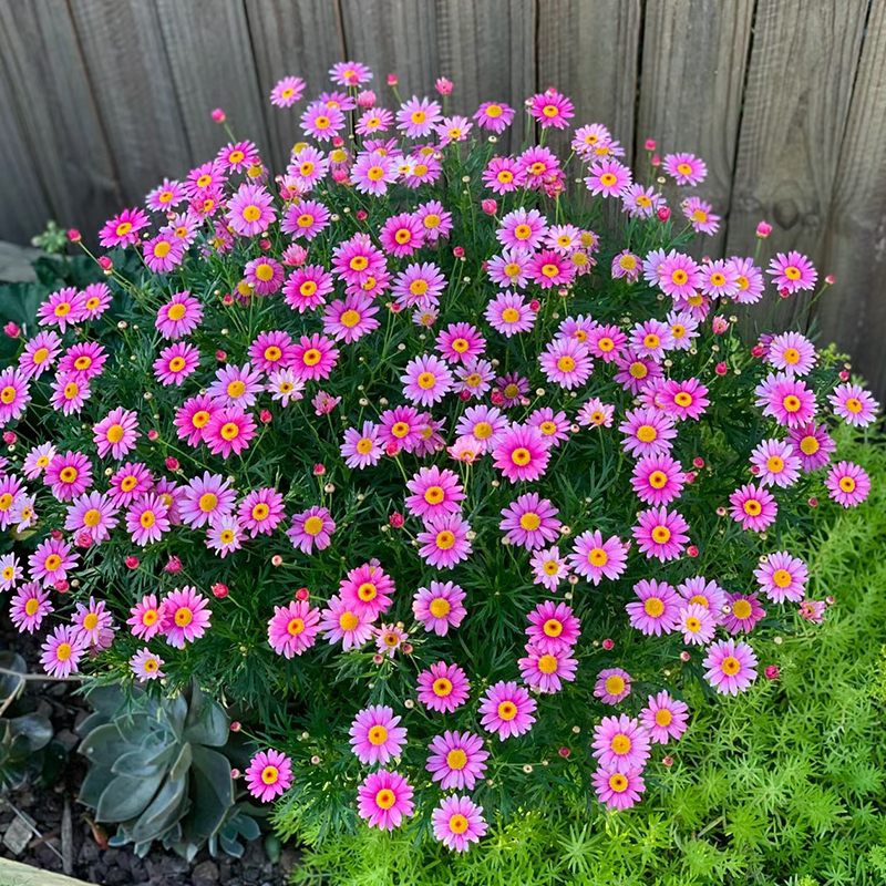 玛格丽特花苗盆栽带花卉绿植盆栽四季糖果姬小菊种籽阳台月季玫瑰-图2