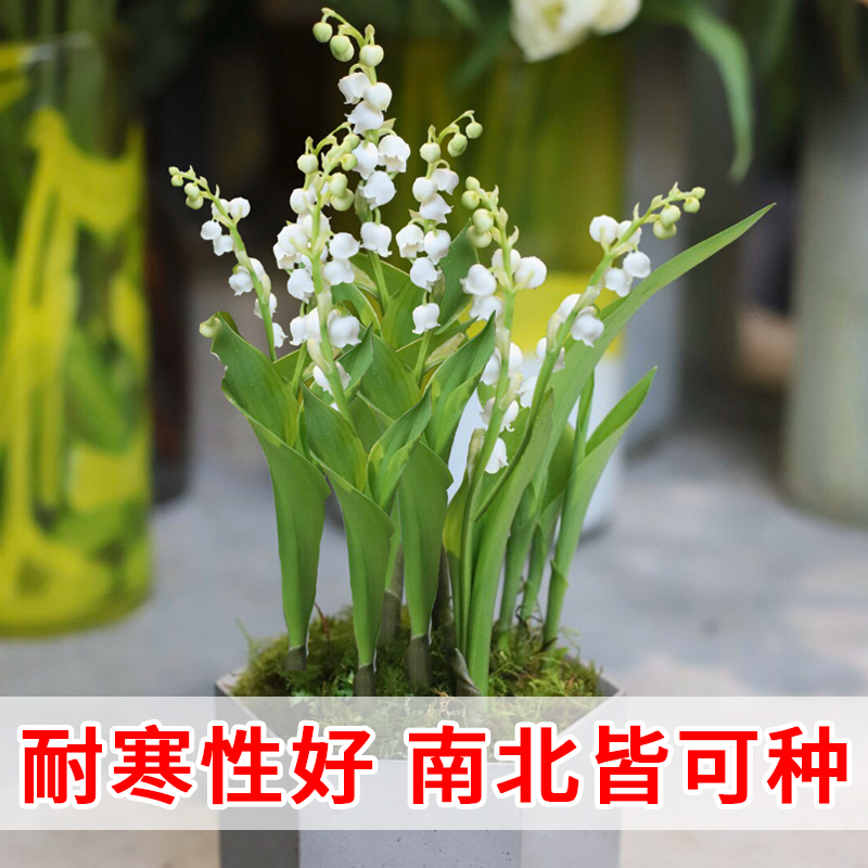 包开花 铃兰花苗室内花盆栽花卉 带芽发货品种保证新手易种 香顶鲜旗舰店 淘优券 包开花 铃兰花苗室内花盆栽花卉 带芽发货品种保证新手易种 香顶鲜旗舰店 淘优券