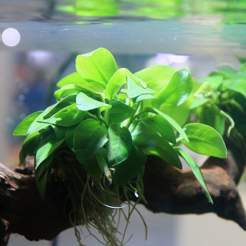鱼缸活体水草植物真草造景套餐阴性增氧趴地珍珠懒人水榕沉木莫斯,淘宝优惠券,粉丝福利购,淘宝优惠卷