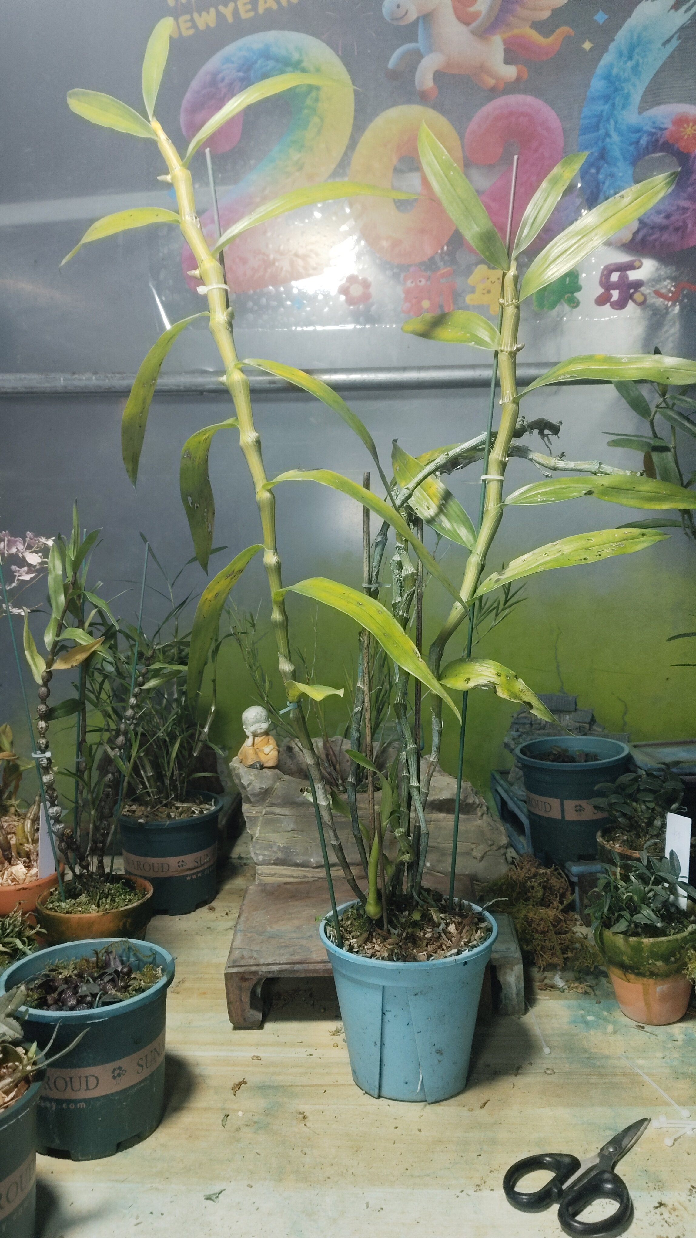 大苞鞘石斛Dendrobium wardianum Warner俗名腾冲石斛一盆,淘宝优惠券,粉丝福利购,淘宝优惠卷