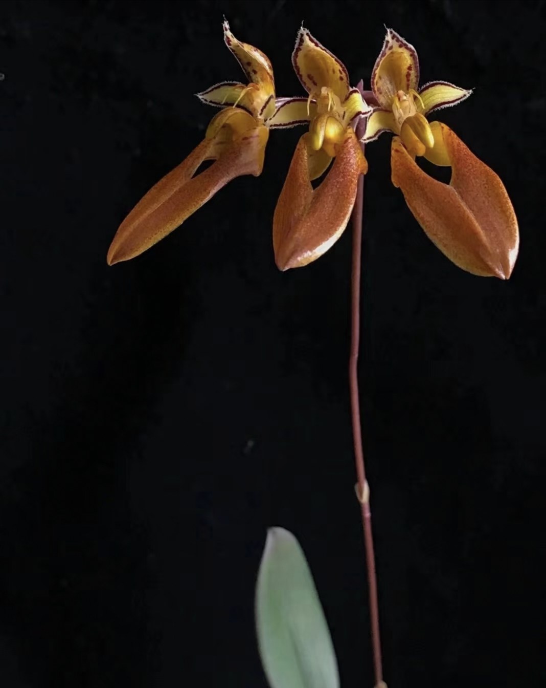 越南长臂卷瓣兰Bulbophyllum purpureifoliumlongibrachiatum,淘宝优惠券,粉丝福利购,淘宝优惠卷