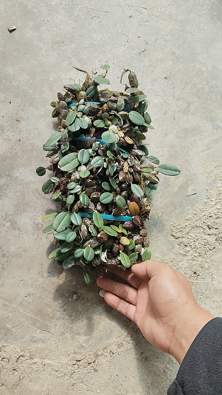 小龟背石斛Dendrobium jenkinsii #石斛兰#洋兰#雨林缸热植,淘宝优惠券,粉丝福利购,淘宝优惠卷