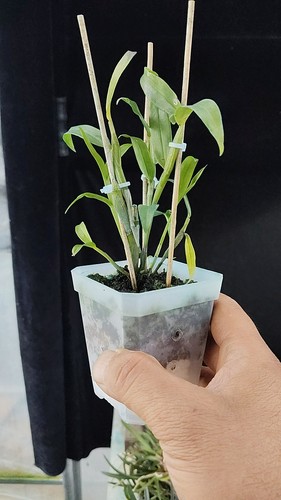 杓唇扁石斛勐腊石斛E.C.Parish & Rchb.f. ex Hook一盆5苗左右 - 图2