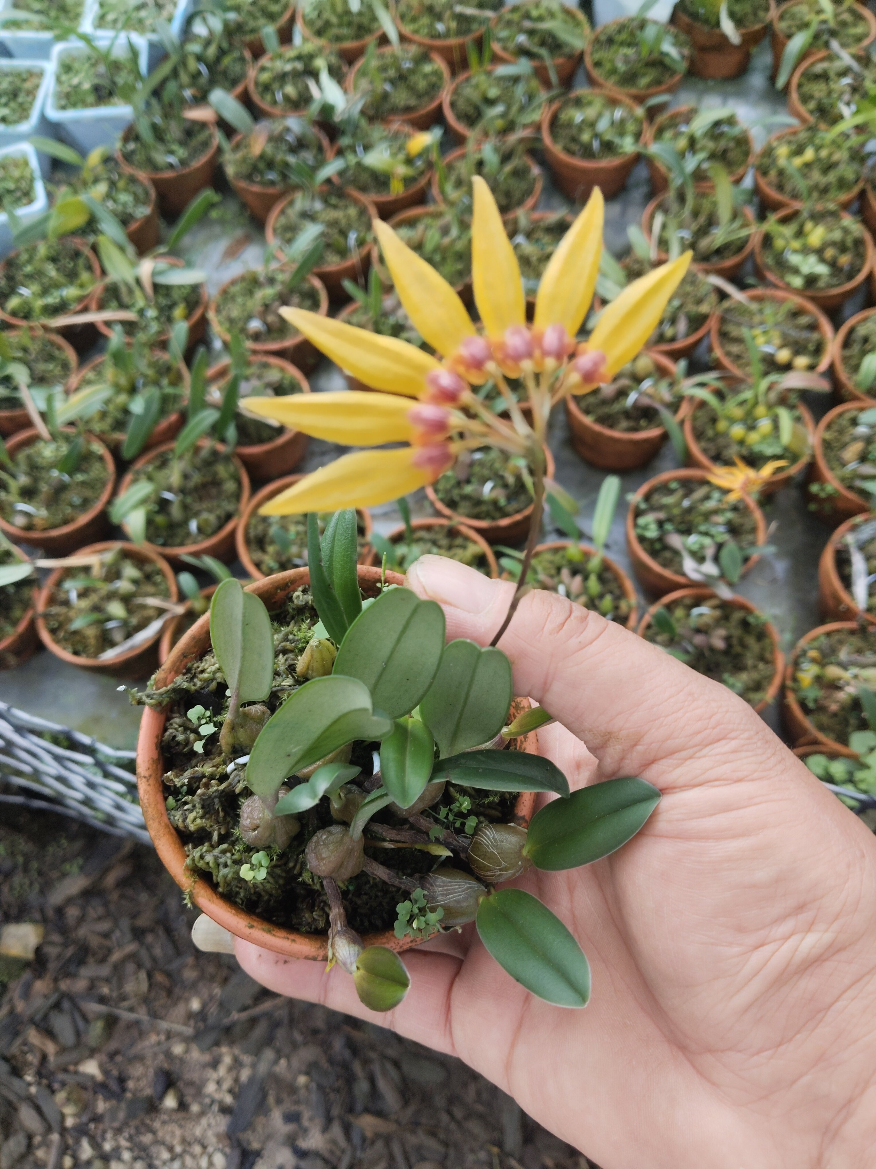 藓叶卷瓣兰Bulbophyllumretusiusculum#雨林缸热植#附生兰#石豆兰,淘宝优惠券,粉丝福利购,淘宝优惠卷