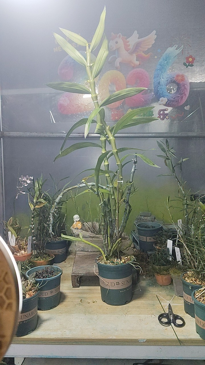 大苞鞘石斛Dendrobium wardianum Warner俗名腾冲石斛一盆,淘宝优惠券,粉丝福利购,淘宝优惠卷