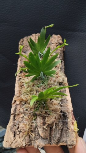 南美扇叶文心兰Erycina pusilla (L.) N.H.Williams & M.W.Chase - 图3