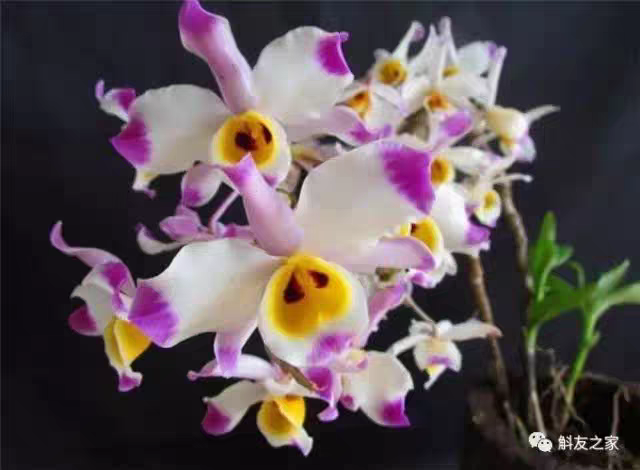 大苞鞘石斛Dendrobium wardianum Warner俗名腾冲石斛一盆,淘宝优惠券,粉丝福利购,淘宝优惠卷