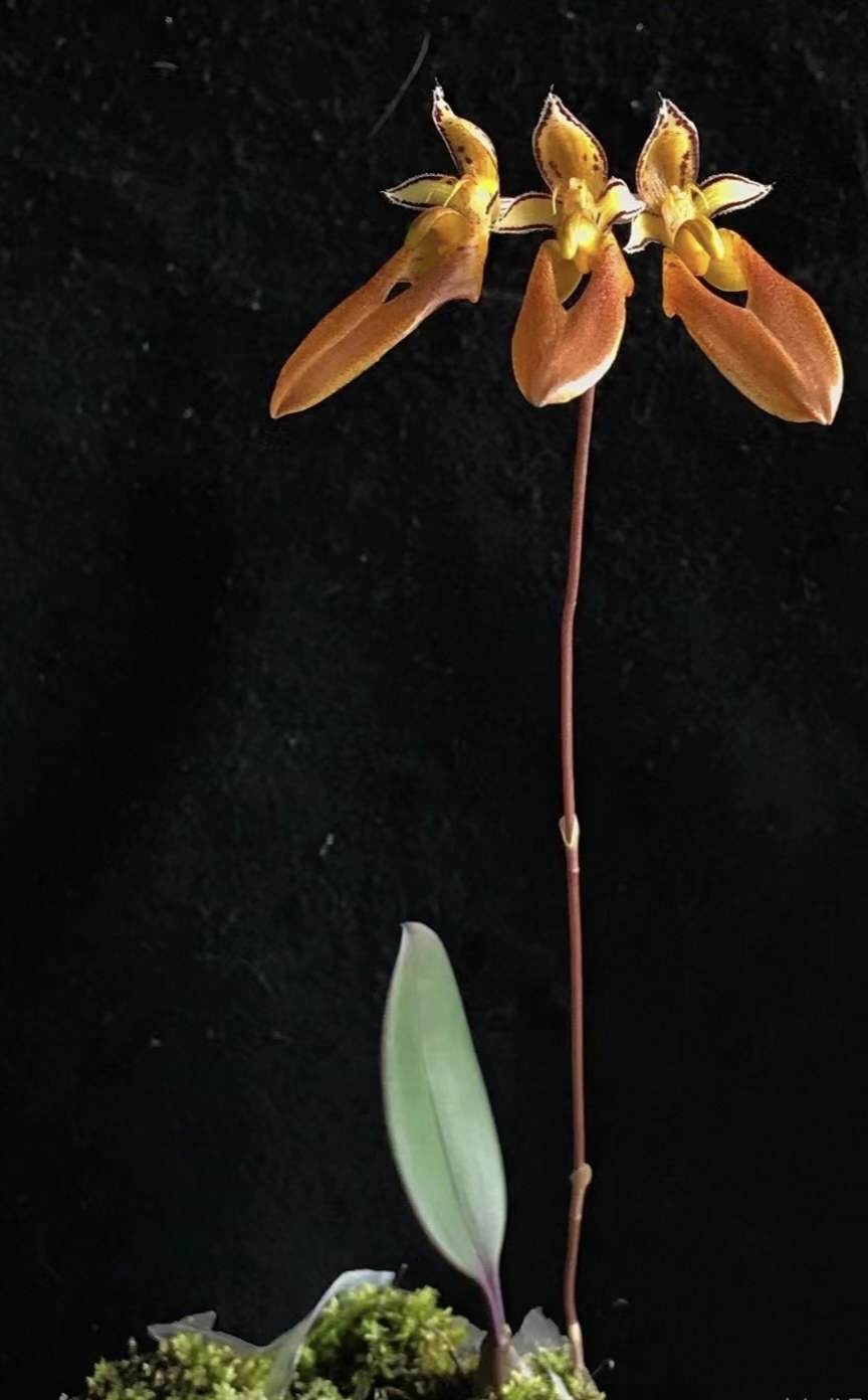 越南长臂卷瓣兰Bulbophyllum purpureifoliumlongibrachiatum,淘宝优惠券,粉丝福利购,淘宝优惠卷