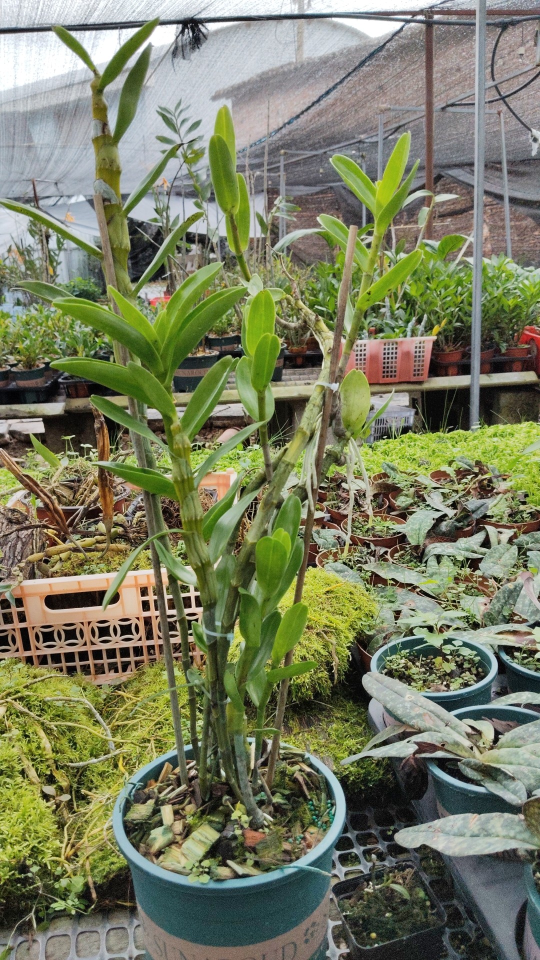 Dendrobium signatum Rchb. f.斑眼黄喉石斛一盆,淘宝优惠券,粉丝福利购,淘宝优惠卷