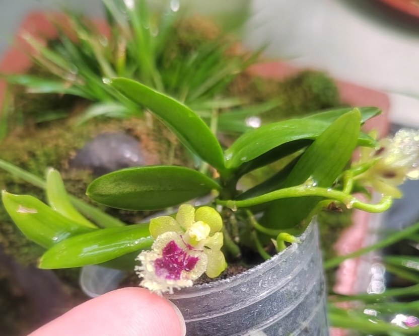 台湾香兰 Haraella retrocalla#洋兰#雨林缸热植,淘宝优惠券,粉丝福利购,淘宝优惠卷