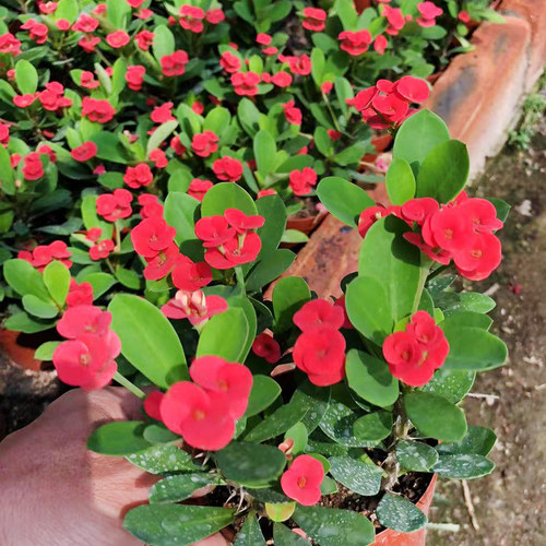 铁海棠盆栽花卉室内盆景绿植四季开花虎刺梅办公阳台花卉开花植物 - 图1