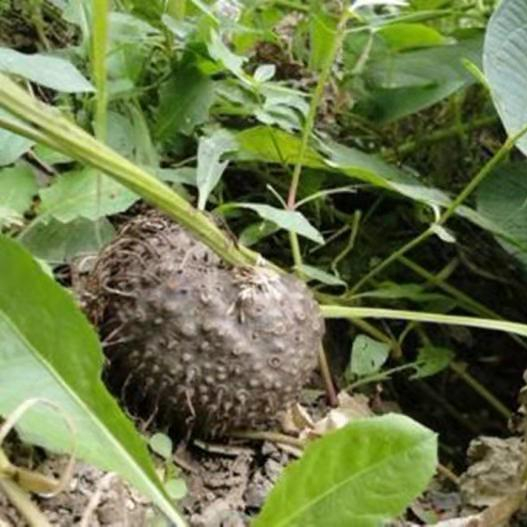 现挖新鲜黄独 黄药子 零余子 金钱吊虾蟆 香芋 黄狗头  雷公薯 - 图2