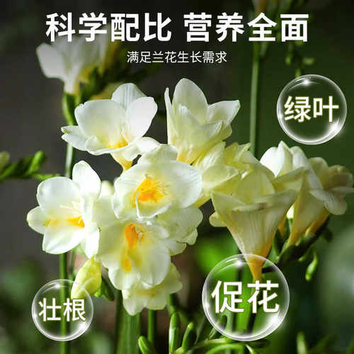 贝可施蝴蝶兰营养液兰花料治黄叶促开花多盆栽植物养花绿植 - 图0