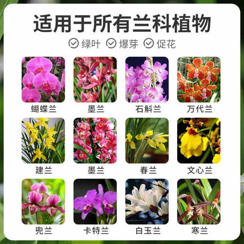 贝可施蝴蝶兰营养液兰花料治黄叶促开花多盆栽植物养花绿植 - 图3