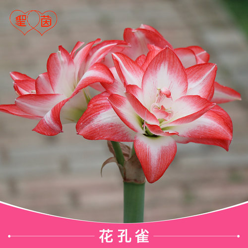 圣茵朱顶红种球 花孔雀  根花卉种植盆栽好养活 - 图2