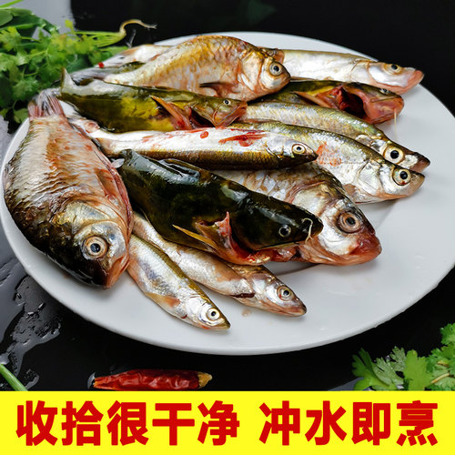 新鲜小鱼小杂鱼鲜活河鲜小河鱼杂鱼活鱼鲫鱼黄辣丁生态鱼淡水野鱼 - 图2
