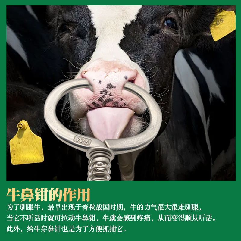 牛鼻圈牛鼻环大号牛鼻钳不锈钢金属牛鼻牵引钳夹子免打孔养牛设备 - 图3