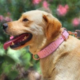 Анти -нямно -собачья воротнич