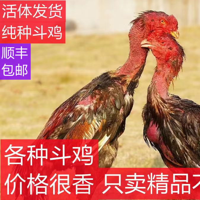 越南鬼子斗鸡中原斗鸡缅鸡泰鸡盖沙鸡活体包邮 - 图0