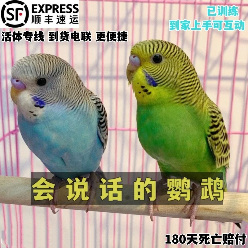 大头虎皮鹦鹉活鸟手养会说话的鹦鹉幼鸟唱歌小鸟牡丹玄凤观赏宠物,淘宝优惠券,粉丝福利购,淘宝优惠卷