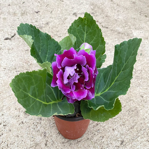 重瓣大岩桐盆栽花苗富贵芙蓉好养花卉观花植物带花发货四季开花