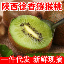Shaanxi Xu Xiangqi Exotic Fruits Green Heart Exotic Fruits Shaanxi Eyebrow County Zhou To Chi Kiwifruits Fresh to Season Fruits