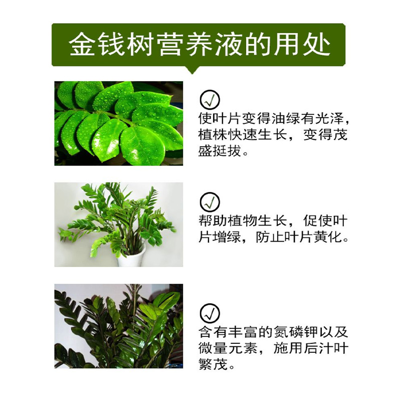 金钱树专用营养液防黄叶浓缩通用型园艺家用花肥料绿植花卉肥料 - 图1