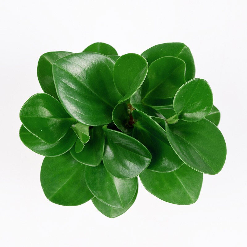 观叶植物豆瓣绿多肉盆栽室内客厅办公桌桌面绿植碧玉水培植物花卉