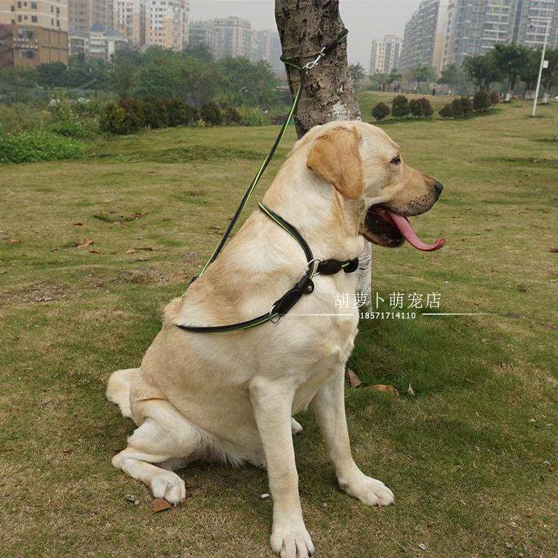 加长2.5米狗链多功能训练牵引绳拉布拉多金毛遛狗绳大型犬狗链子-图0