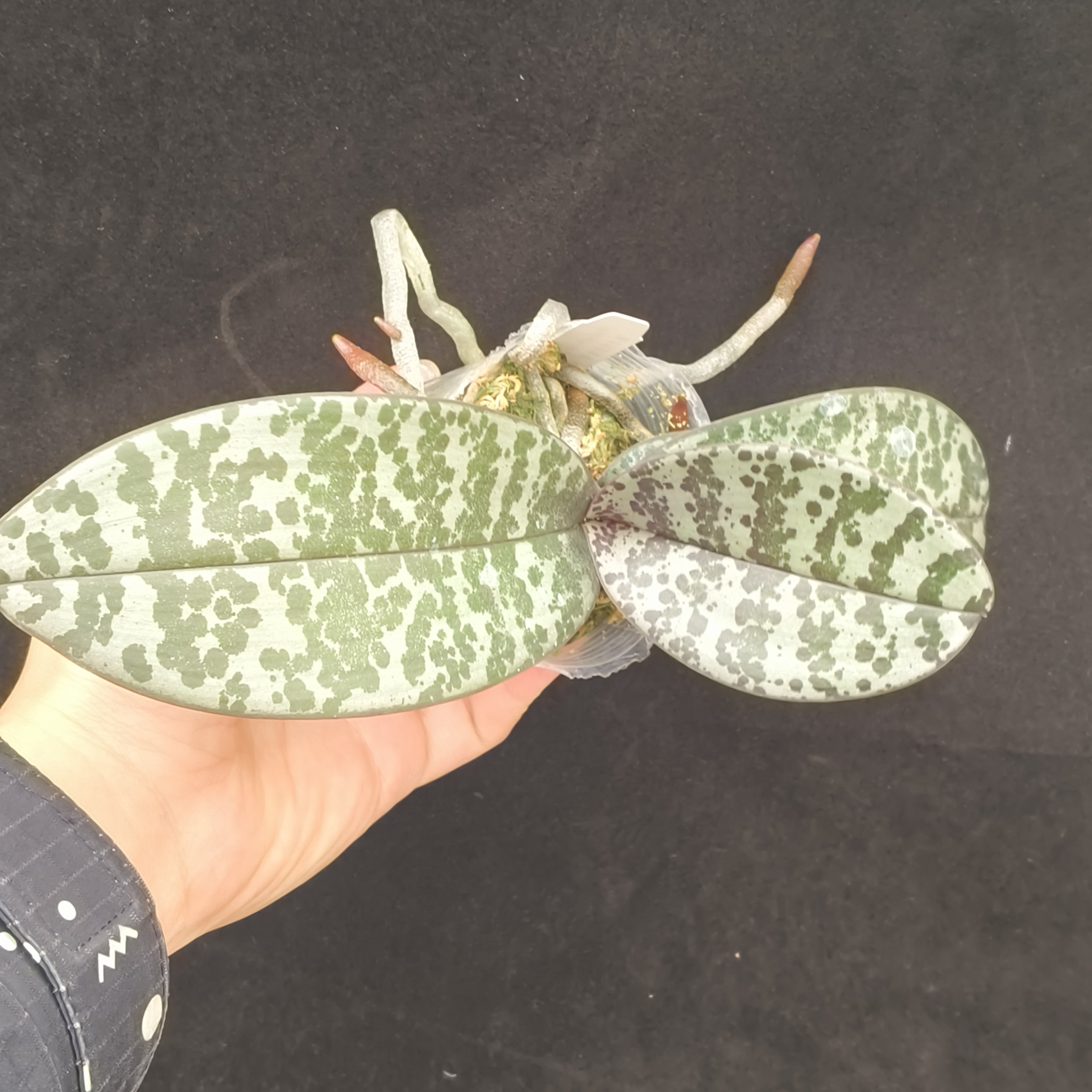 【零度生物】(小球种好)斑点纹西蕾丽蝴蝶兰,淘宝优惠券,粉丝福利购,淘宝优惠卷