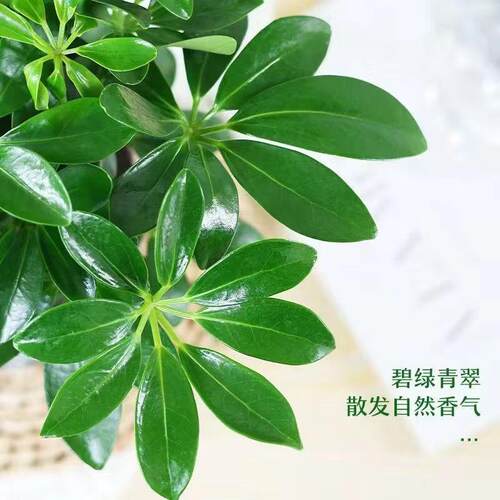 鸭脚木盆栽室内桌面净化空气绿植七叶莲八方来财四季常青招财树苗 - 图0