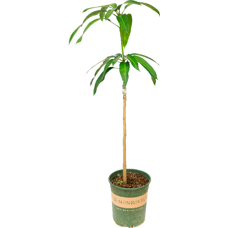 芒果树嫁接特大金煌芒四季红贵妃芒果树当年结果带土地栽盆栽 - 图3